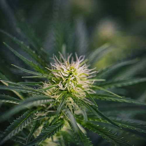 Plano, TX drug crime defense lawyer
